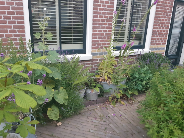 Een voorbeeld van een geveltuin met lage planten